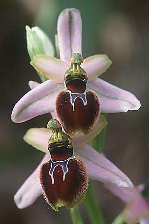 Ophrys splendida / Gleaming Bee Orchid, F  Massif de l'Estaque 17.4.1999 