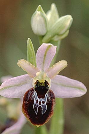 Ophrys splendida \ Glänzende Ragwurz, F  Puget-sur-Argens 24.4.1999 