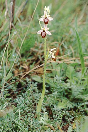 Ophrys splendida / Gleaming Bee Orchid, F  Puget-sur-Argens 24.4.1999 