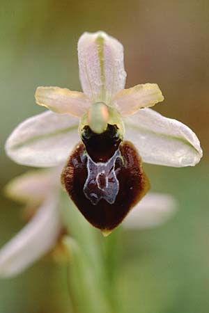 Ophrys splendida \ Glänzende Ragwurz, F  Puget-sur-Argens 24.4.1999 