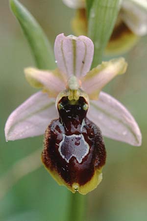 Ophrys splendida \ Glänzende Ragwurz / Gleaming Bee Orchid, F  Puget-sur-Argens 24.4.1999 