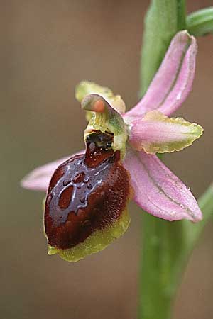 Ophrys splendida / Gleaming Bee Orchid, F  Puget-sur-Argens 24.4.1999 