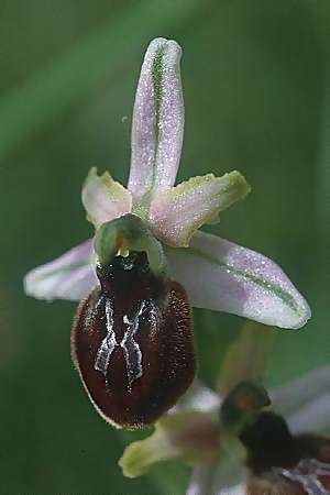 Ophrys splendida \ Glänzende Ragwurz, F  Maures, Les Mayons 9.5.2000 