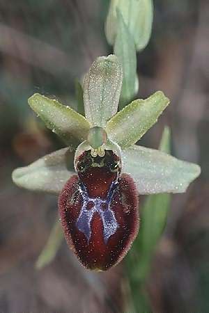 Ophrys splendida \ Glänzende Ragwurz / Gleaming Bee Orchid, F  Massif de l'Estaque 14.4.2001 