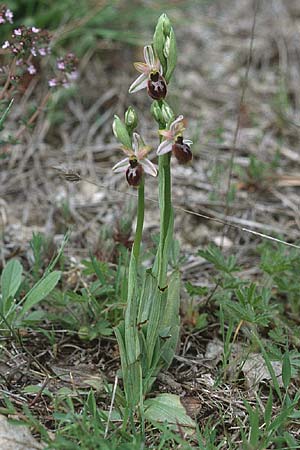 Ophrys splendida / Gleaming Bee Orchid, F  Bagnols-en-Foret 28.4.2002 