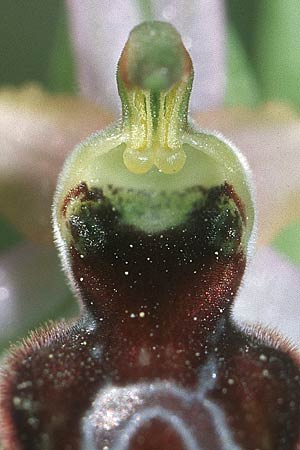 Ophrys splendida / Gleaming Bee Orchid, F  Bagnols-en-Foret 17.5.2004 