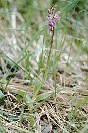 Orchis spitzelii \ Spitzels Knabenkraut, F  Col de Prayet 28.5.2000 