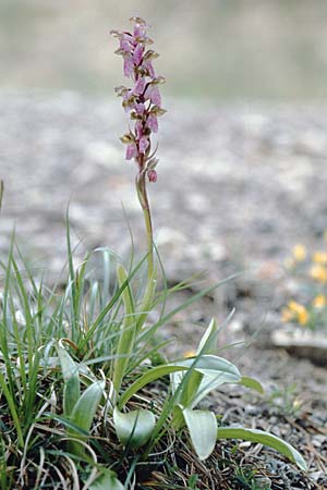 Orchis spitzelii \ Spitzels Knabenkraut / Spitzel's Orchid, F  Col de Prayet 28.5.2000 