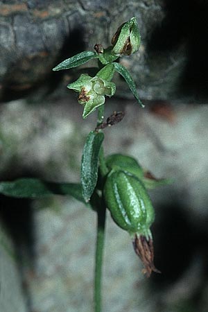 Epipactis phyllanthes \ Grünblütige Ständelwurz / Green-flowered Helleborine (stellifera), F  Montagne du Luberon 21.7.2001 