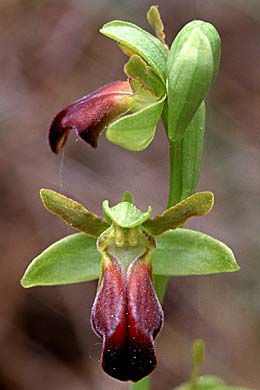 Ophrys sulcata \ Gefurchte Braune Ragwurz / Furrowed Dull Orchid, F  Blausasc 15.5.1999 