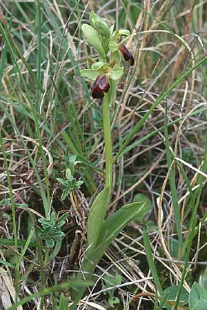 Ophrys sulcata \ Gefurchte Braune Ragwurz / Furrowed Dull Orchid, F  Corbières, Bugarach 29.4.2001 