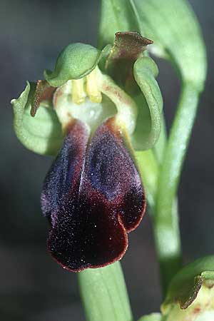 [click] Ophrys sulcata, F   Blausasc 30.4.2001 