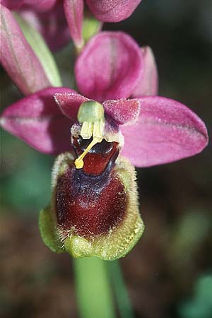 Ophrys tenthredinifera subsp. tenthredinifera / Sawfly Orchid, F  S. Paul-de-Fenouillet 10.4.2004 