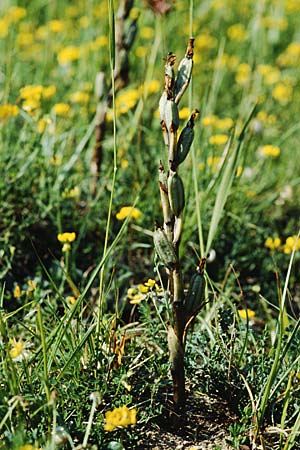 Limodorum trabutianum \ Trabuts Dingel / Trabut's Limodore, F  Charente, Les Bouchouds 1.6.2000 