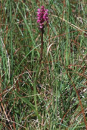 Dactylorhiza traunsteineri subsp. vosagiaca \ Wasgau-Fingerwurz, Wasgau-Knabenkraut / Wasgau Marsh Orchid, F  Sturzelbronn 21.6.1998 