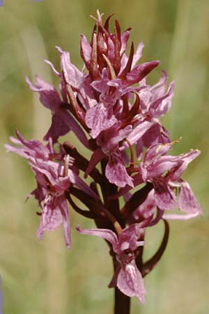 Dactylorhiza traunsteineri subsp. vosagiaca \ Wasgau-Fingerwurz, Wasgau-Knabenkraut, F  Erbsenthal 21.6.1998 