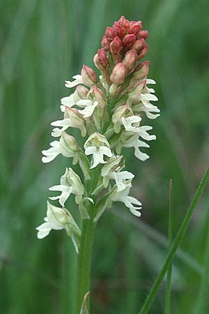 Neotinea ustulata \ Brand-Knabenkraut / Burnt Orchid (Teil-Farbvariante / partial color variant), F  Dept. Drome 1.5.2001 