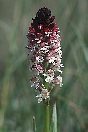 Neotinea ustulata / Burnt Orchid, F  Causse Noir 25.5.2002 