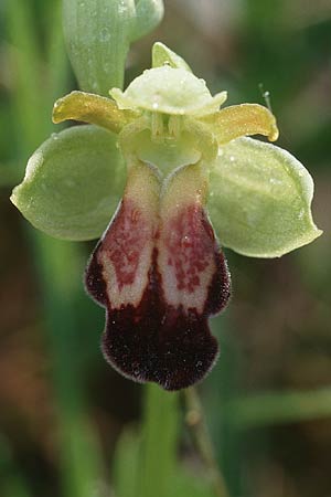 Ophrys vasconica \ Gascogne-Ragwurz, F  Dept. Gers, Masseube 23.4.1999 