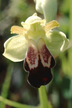 Ophrys vasconica \ Gascogne-Ragwurz, F  Dept. Gers, Masseube 23.4.1999 