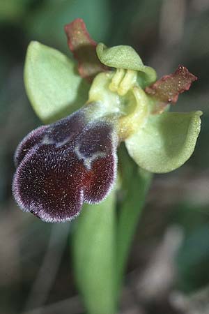 Ophrys vasconica \ Gascogne-Ragwurz / Gascogne Orchid, F  Corbières, Bugarach 29.4.2001 