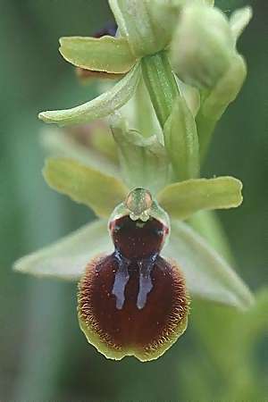 Ophrys virescens \ Grün-Bleibende Ragwurz / Staying-Green Bee Orchid, F  Milobre de Bouisse 8.5.2000 