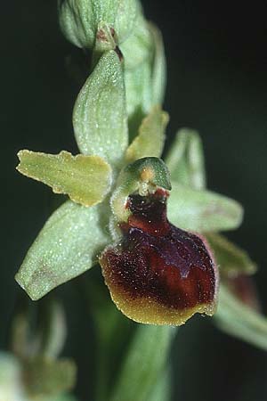 Ophrys virescens \ Grün-Bleibende Ragwurz / Staying-Green Bee Orchid, F  Toulon 29.4.2002 