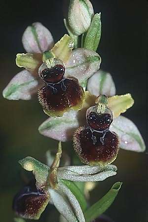Ophrys virescens \ Grün-Bleibende Ragwurz / Staying-Green Bee Orchid, F  Corbières, Greffeil 3.5.2002 