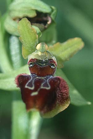 Ophrys virescens \ Grün-Bleibende Ragwurz, F  Corbières, Bugarach 20.5.2003 