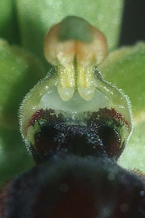 Ophrys virescens \ Grün-Bleibende Ragwurz / Staying-Green Bee Orchid, F  Massif de l'Estaque 30.4.2005 