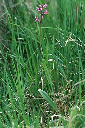 Dactylorhiza wirtgenii \ Wirtgens Fingerwurz ?, Wirtgens Knabenkraut ? (?), F  Haute Marne 16.6.2002 