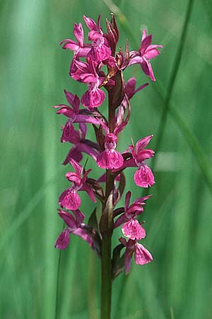 Dactylorhiza wirtgenii \ Wirtgens Fingerwurz ?, Wirtgens Knabenkraut ? / Wirtgen's Marsh Orchid ? (?), F  Haute Marne 16.6.2002 