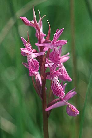 Dactylorhiza wirtgenii \ Wirtgens Fingerwurz ?, Wirtgens Knabenkraut ? (?), F  Haute Marne 16.6.2002 