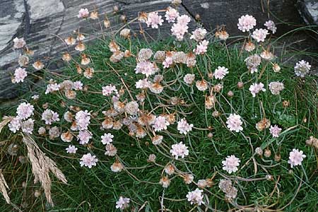 Armeria maritima subsp. maritima \ Strand-Grasnelke / Thrift, Sea Pink, GB Tintagel 10.7.1997