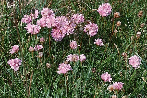 Armeria maritima subsp. maritima \ Strand-Grasnelke / Thrift, Sea Pink, GB Tintagel 10.7.1997