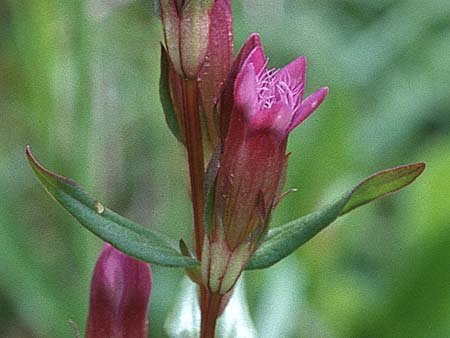 Gentianella amarella \ Bitterer Kranzenzian / Autumn Gentian, GB Ham Hill 26.7.1998