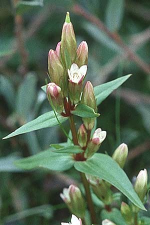 Gentianella uliginosa / Dune Gentian, GB Holy Island Lindisfarne 1.8.1998