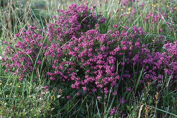 Erica cinerea \ Graue Glockenheide / Bell Heath, GB Culbone 4.7.1997