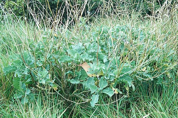 Brassica oleracea \ Klippen-Kohl, Wild-Kohl / Wild Cabbage, GB Dover 20.8.2005