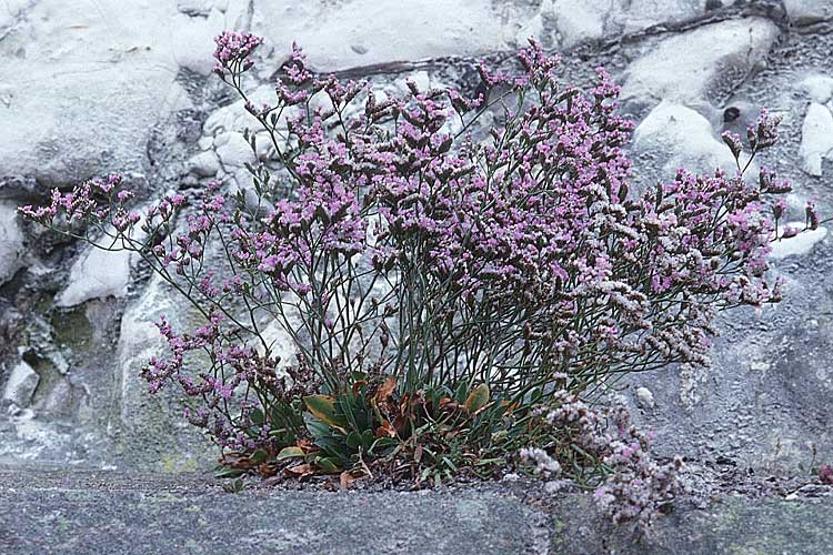 Limonium hyblaeum \ Sizilianischer Strandflieder / Rottingdean Sea Lavender, GB Rottingdean 27.7.1998