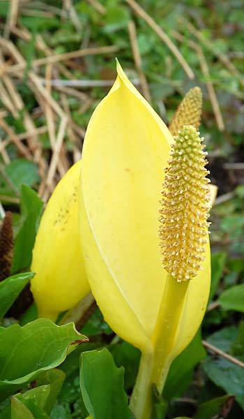 Lysichiton americanus \ Gelbe Schein-Kalla, Amerikanischer Stinktier-Kohl, GB Wales, Snowdonia Nationalpark 28.4.2017 (Photo: Udo Ras)