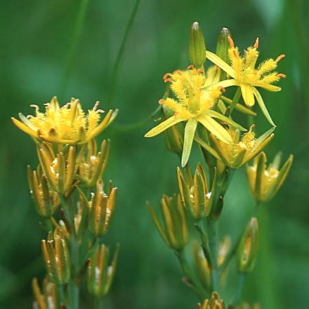 Narthecium ossifragum \ Beinbrech / Bog Asphodel, GB Schottland / Scotland 2.8.1998