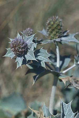 Eryngium maritimum \ Stranddistel, GB South Wales, Kenfig 7.8.2005