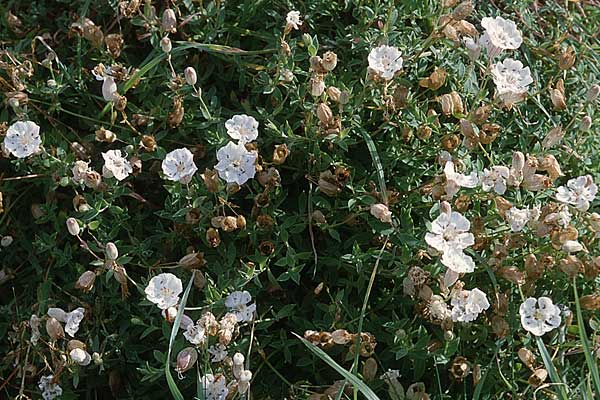 Silene uniflora \ Einbltiges Leimkraut, GB Tintagel 10.7.1997