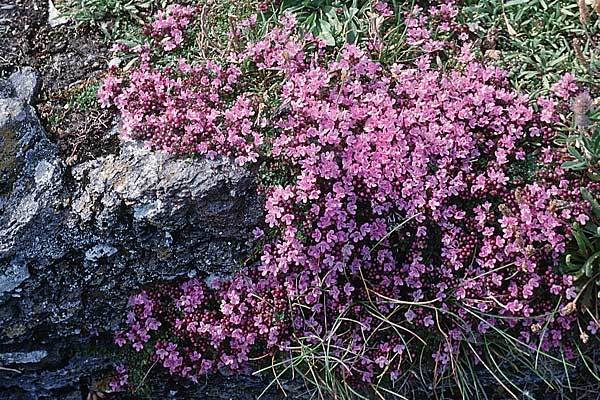 Thymus praecox subsp. britannicus \ Englischer Thymian / British Thyme, GB Tintagel 10.7.1997