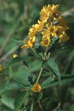 Lysimachia vulgaris / Yellow Loosestrife, GB South Wales, Kenfig 7.8.2005
