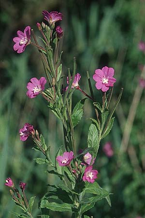 Epilobium hirsutum \ Zottiges Weidenrschen / Great Willowherb, GB South Wales, Kenfig 7.8.2005