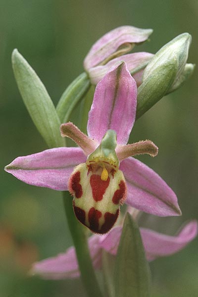 Ophrys apifera var. belgarum \ Belger-Bienen-Ragwurz / Belgae Bee Orchid, GB  Winchester 14.6.1999 