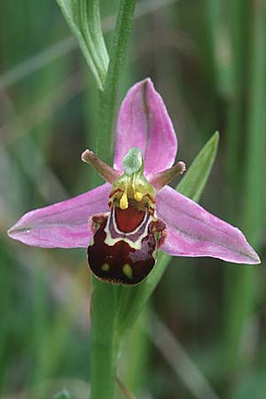Ophrys apifera var. aurita \ Bienen-Ragwurz / Bee Orchid, GB  Kent Chatham 12.6.1999 