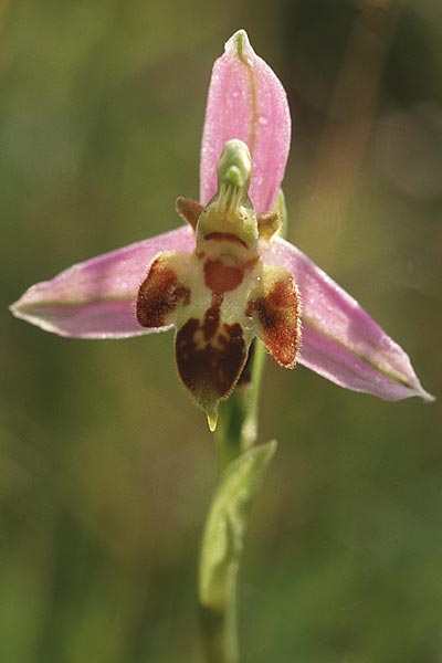 Ophrys apifera var. trollii \ Trolls Bienen-Ragwurz / Troll's Bee Orchid, GB  Dorset 14.6.1999 